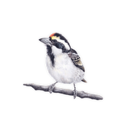 Acacia Pied Barbet Magnet - APB