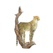Cheetah Magnet - CHT6
