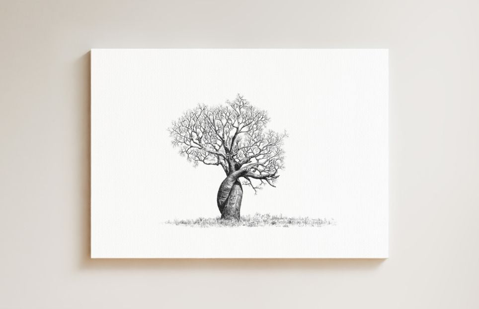 African Baobab Tree drawing on canvas by South African wildlife artist Matthew Bell