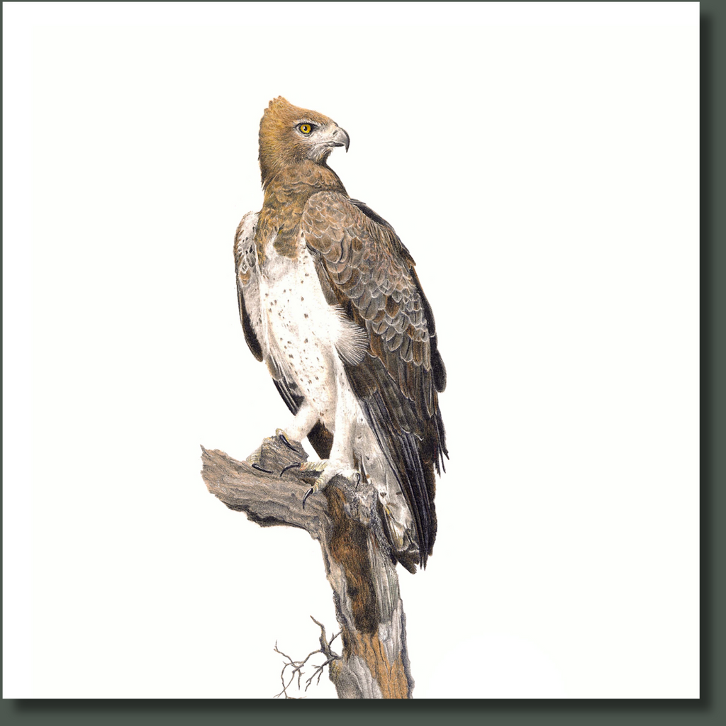 Martial Eagle bird art