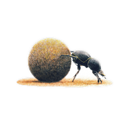 Dung Beetle Magnet - DB2