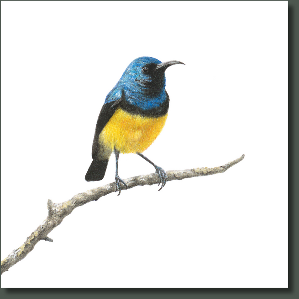 Variable Sunbird African wildlife bird art