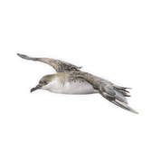 Great Shearwater Magnet - GSW