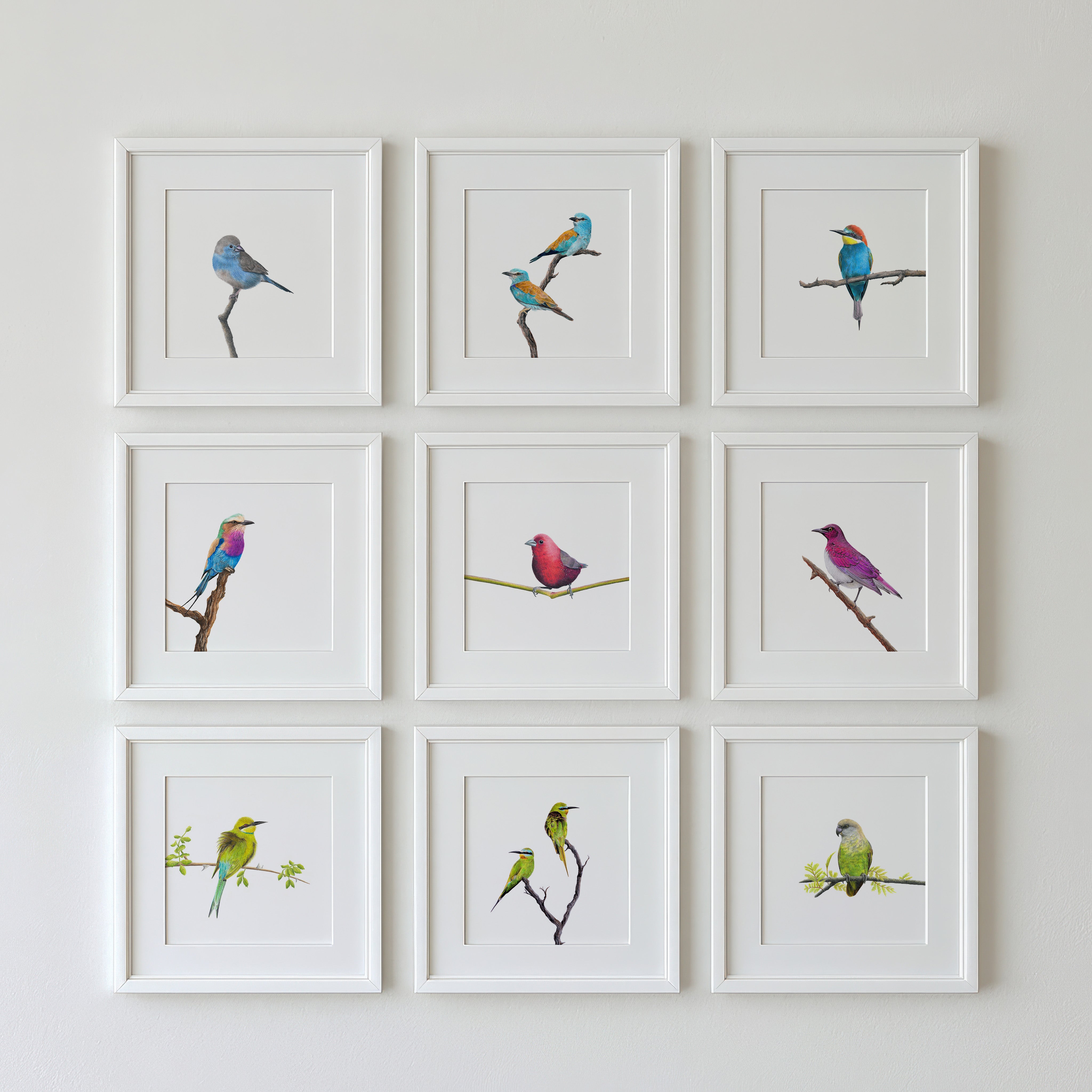 Gallery wall of 9 different bird artworks including: Blue Waxbill, European Rollers, European Bee Eater, Lilac Breasted Roller, Jameson's Firefinch, Violet Backed Starling, Swallow Tailed Bee Eater, Blue Cheeked Bee Eaters, Brown Headed Parrot