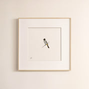 Dark Capped Bulbul - The Original