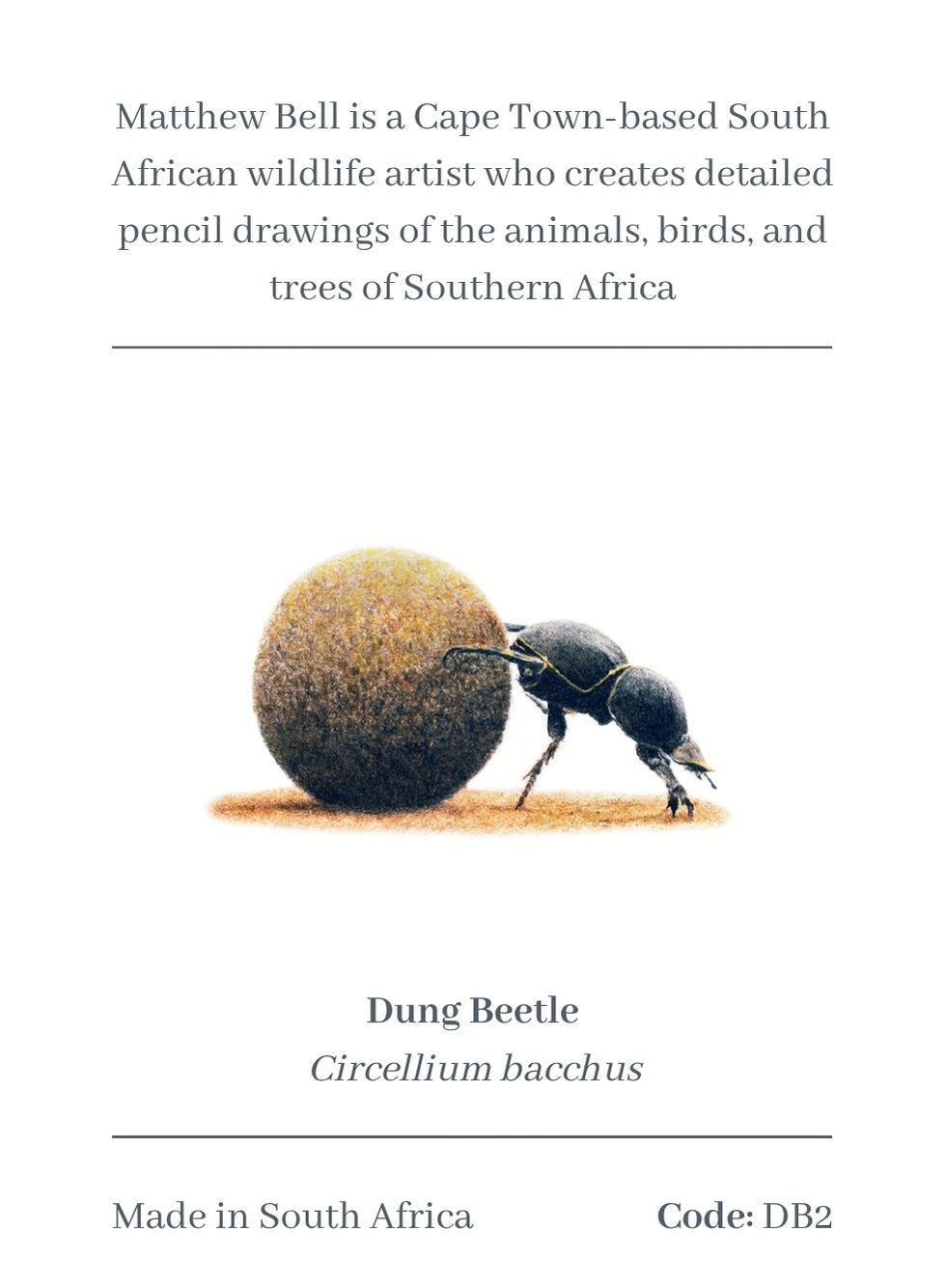 Dung Beetle Magnet - DB2