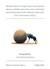 Dung Beetle Magnet - DB2
