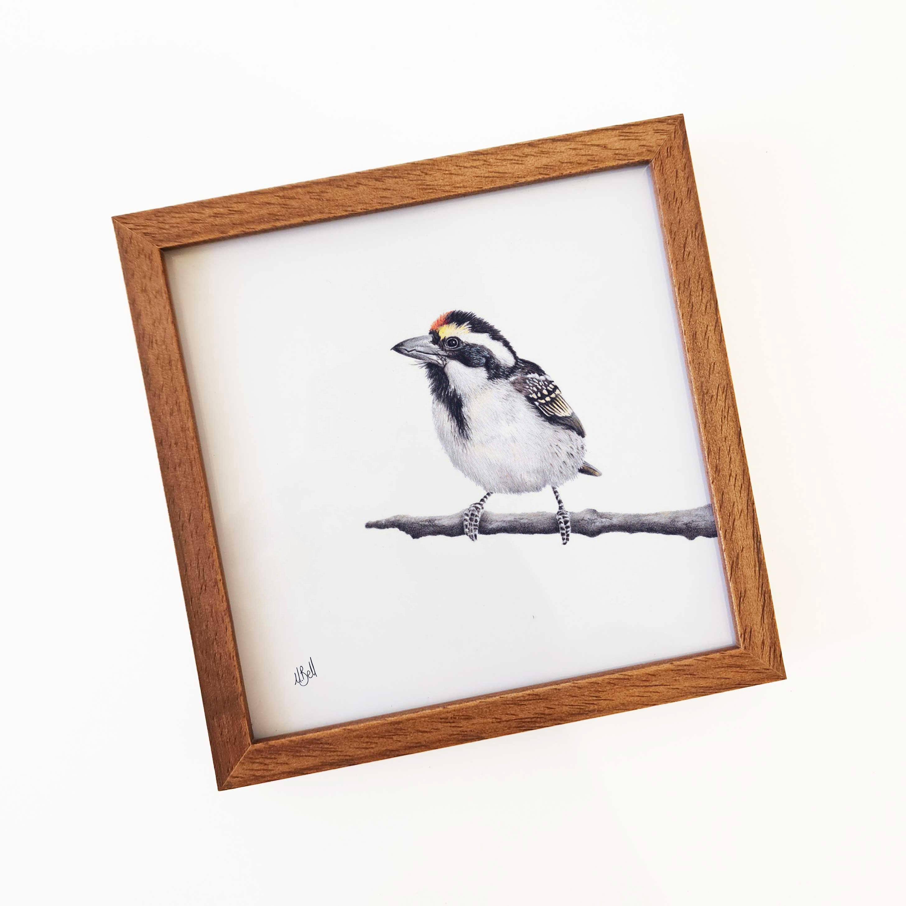 Acacia Pied Barbet - APB – Matthew Bell Wildlife Art