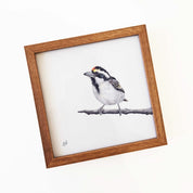 Kiaat wood framed miniature artwork of an Acacia Pied Barbet, part of wildlife artist Matthew Bell's birds of South Africa gallery