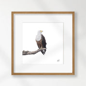 African Fish Eagle - AFE