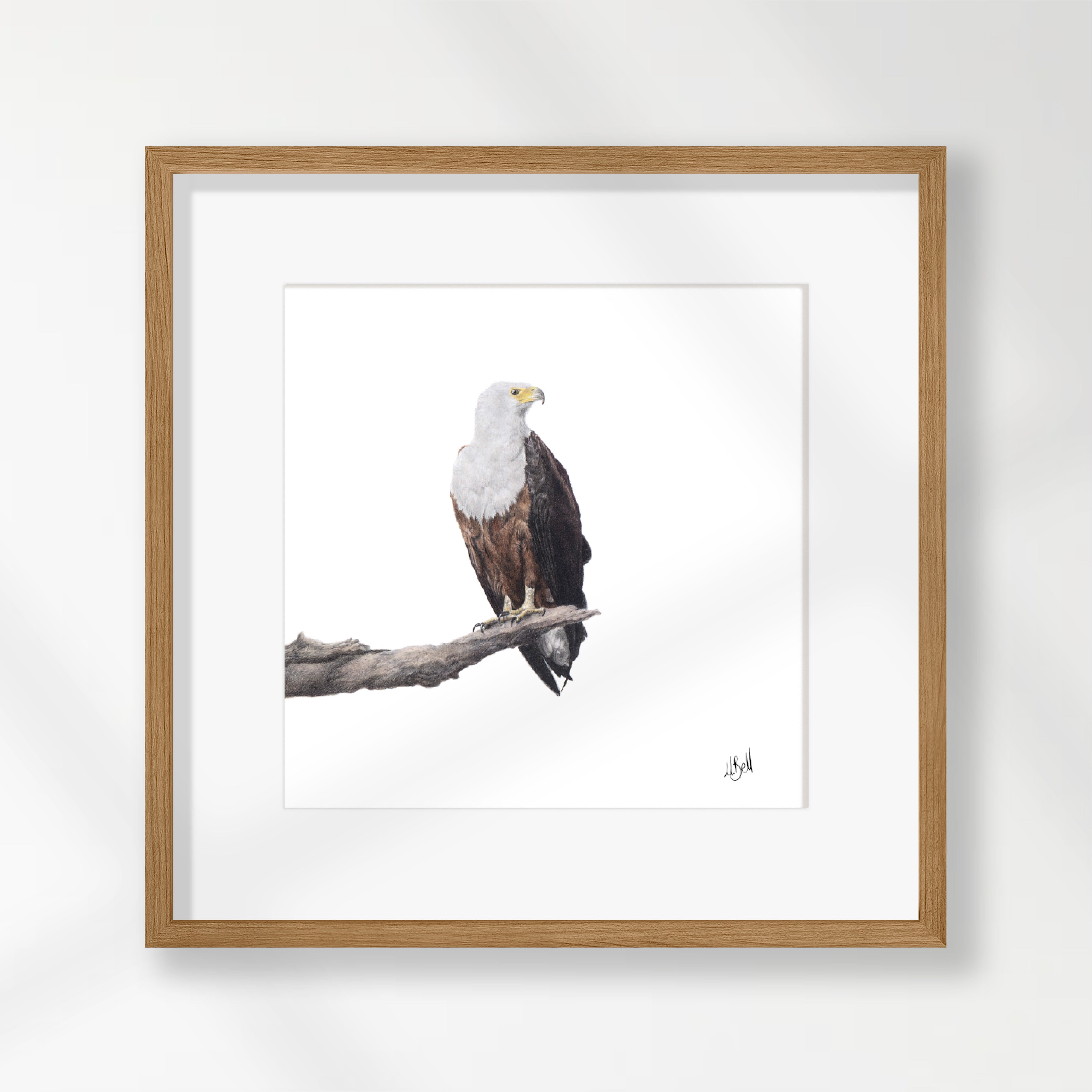 African Fish Eagle - AFE