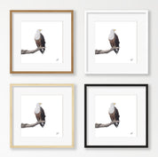 African Fish Eagle - AFE