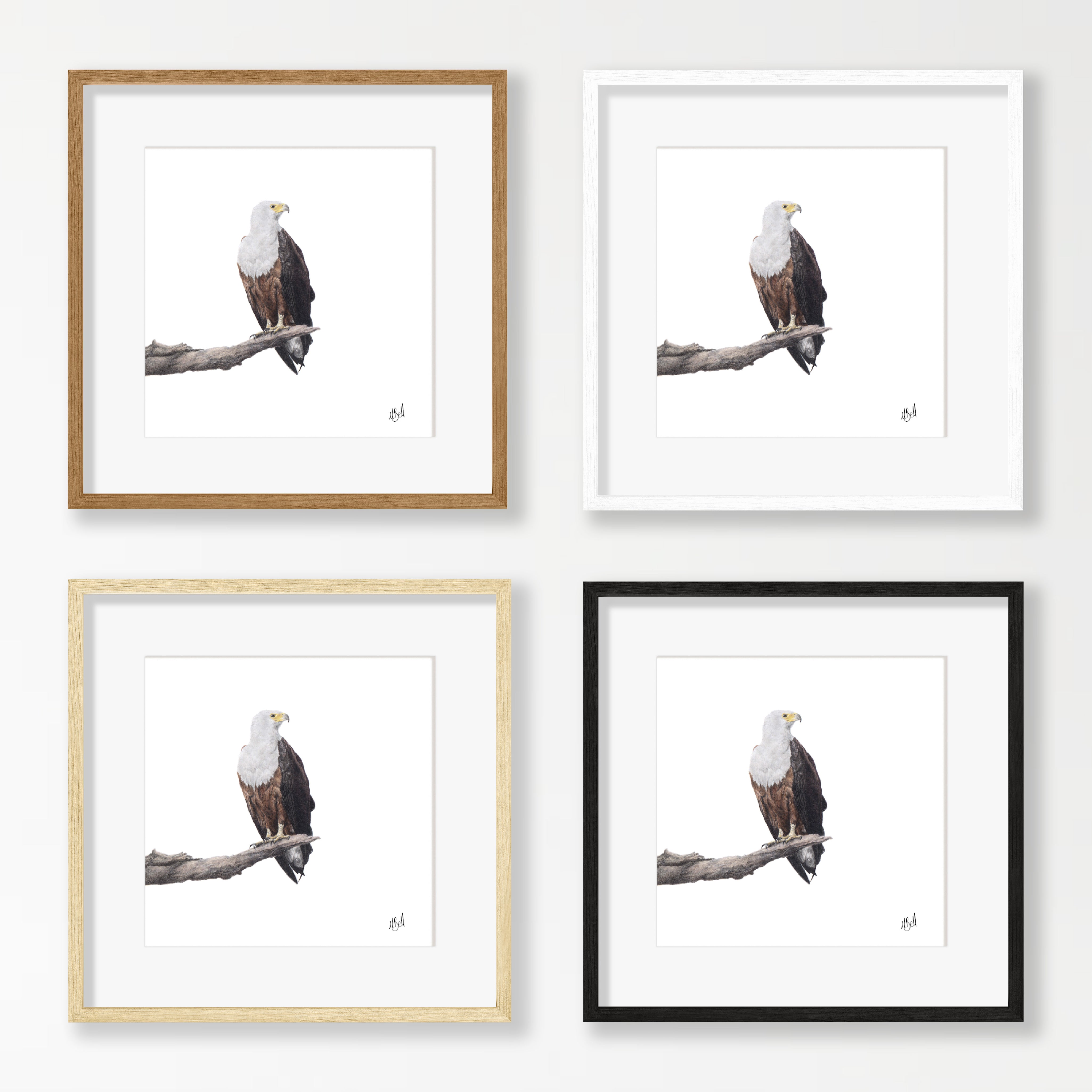 African Fish Eagle - AFE