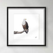 African Fish Eagle - AFE