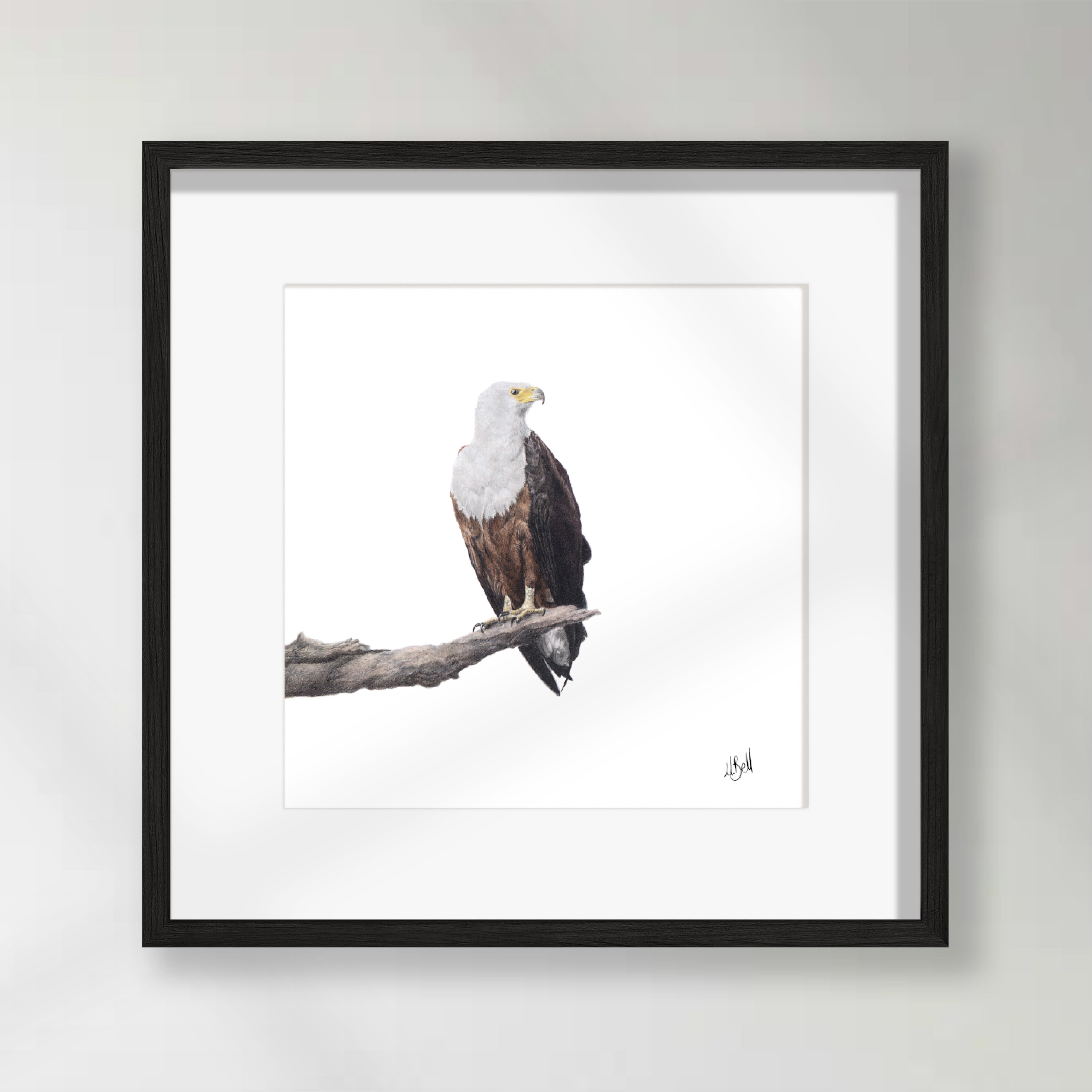 African Fish Eagle - AFE