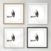 African Fish Eagle - AFE