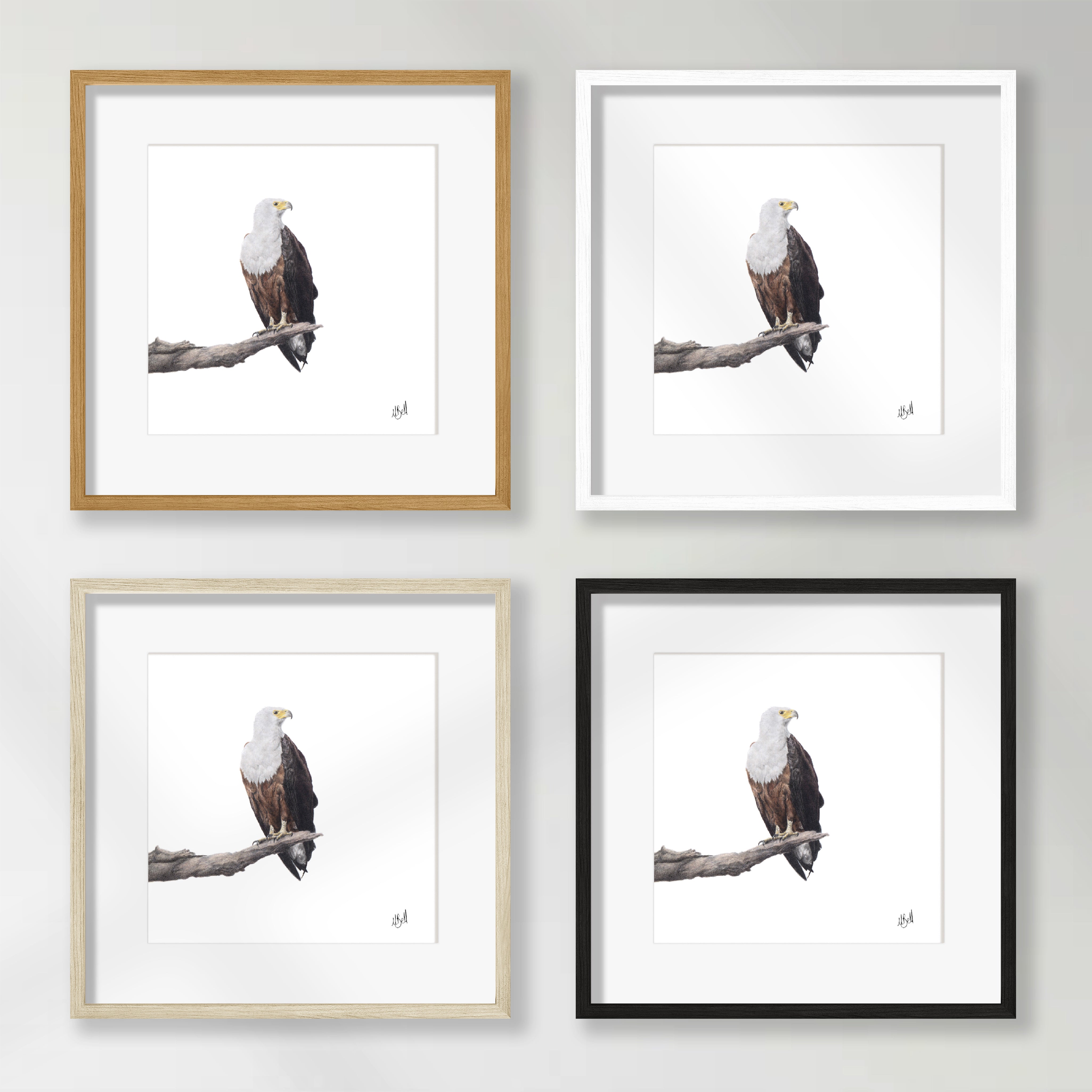 African Fish Eagle - AFE