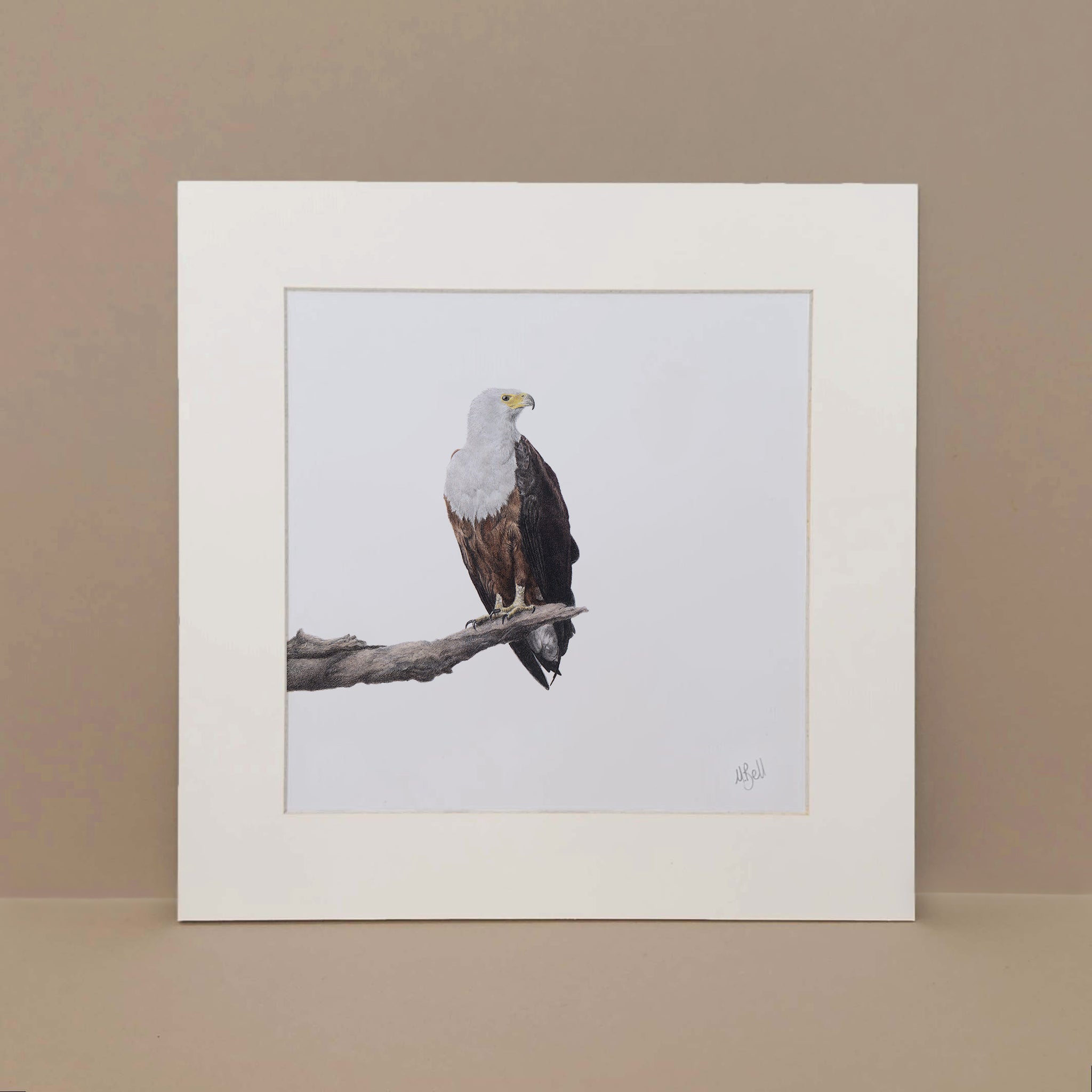 African Fish Eagle realist pencil drawing artwork by Matthew Bell