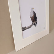 African Fish Eagle realist pencil drawing artwork by Matthew Bell