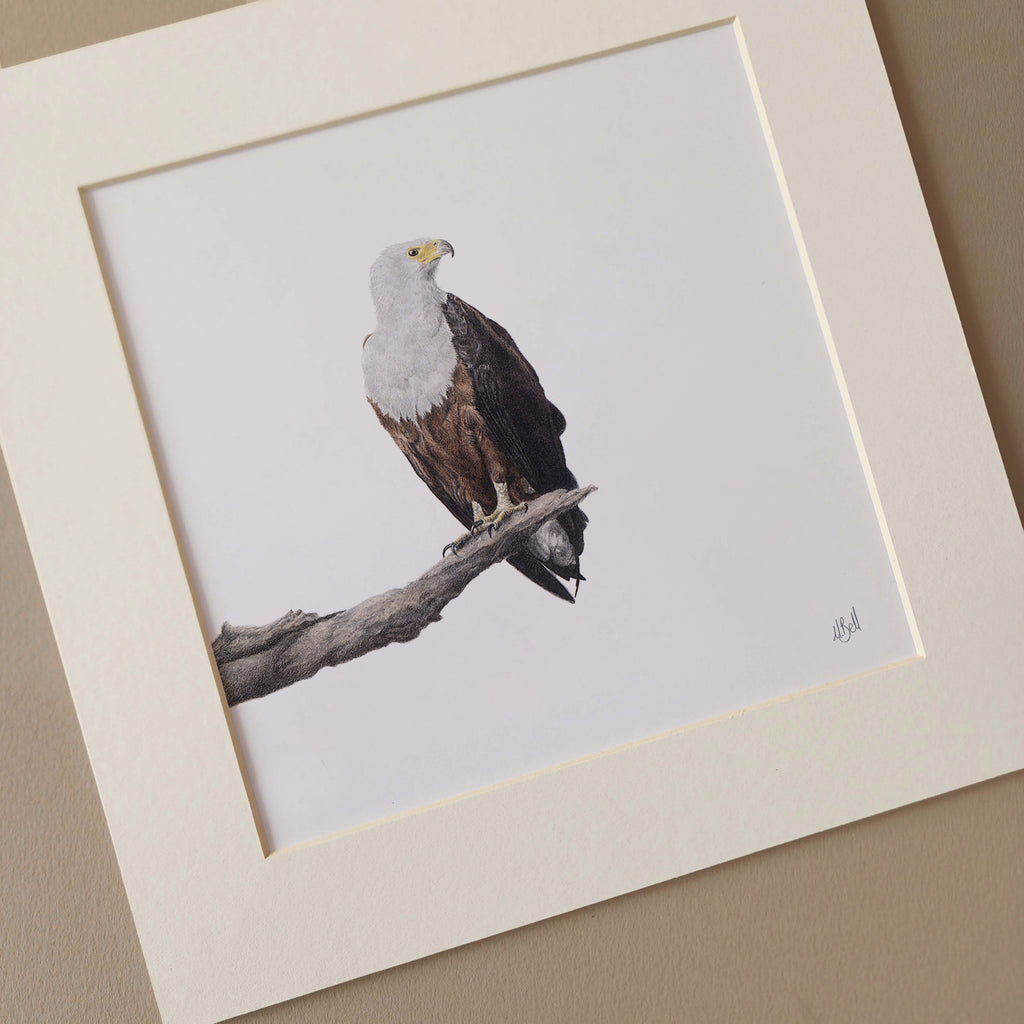 African Fish Eagle realist pencil drawing artwork by Matthew Bell