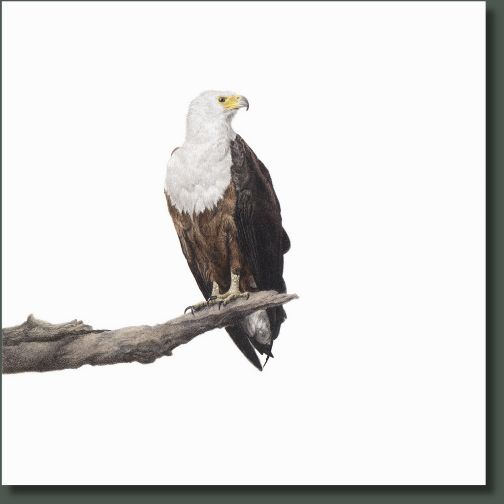 African Fish Eagle bird artwork on stretched canvas with wooden frame