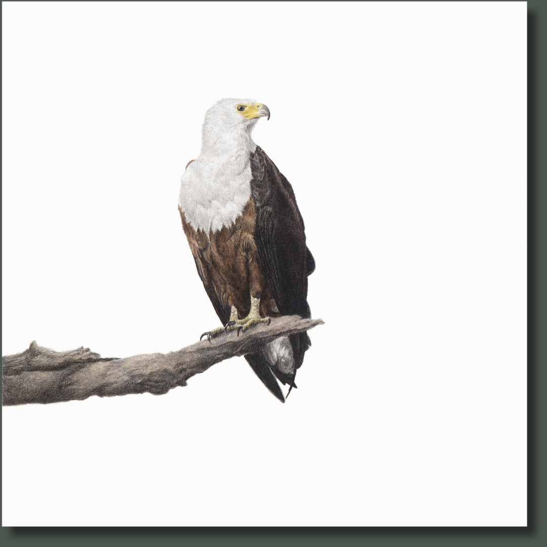 African Fish Eagle (AFE) on Canvas