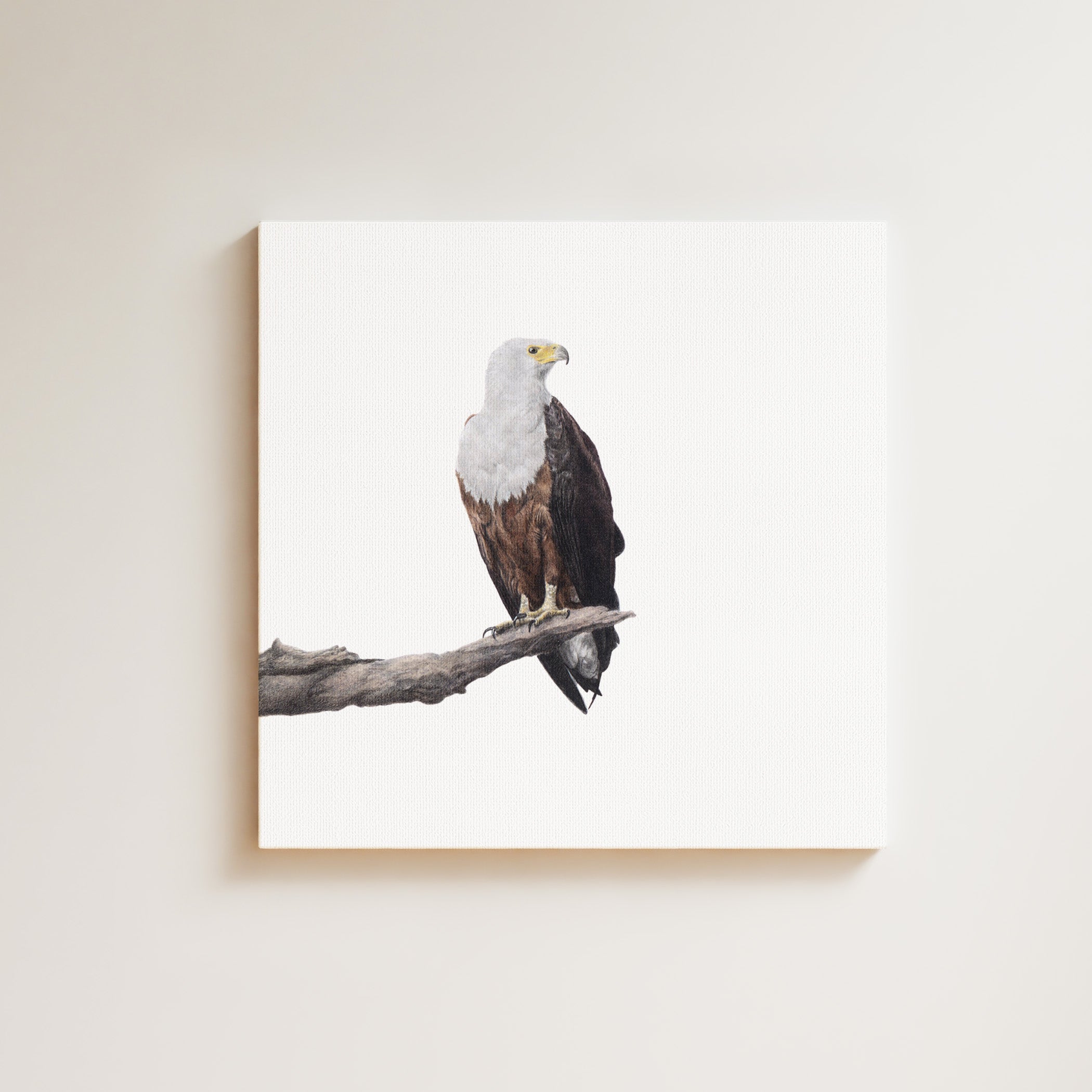 African Fish Eagle drawing on canvas by South African wildlife artist Matthew Bell