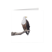 African Fish Eagle Greeting Card - AFE