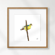 African Green Pigeon - AGP