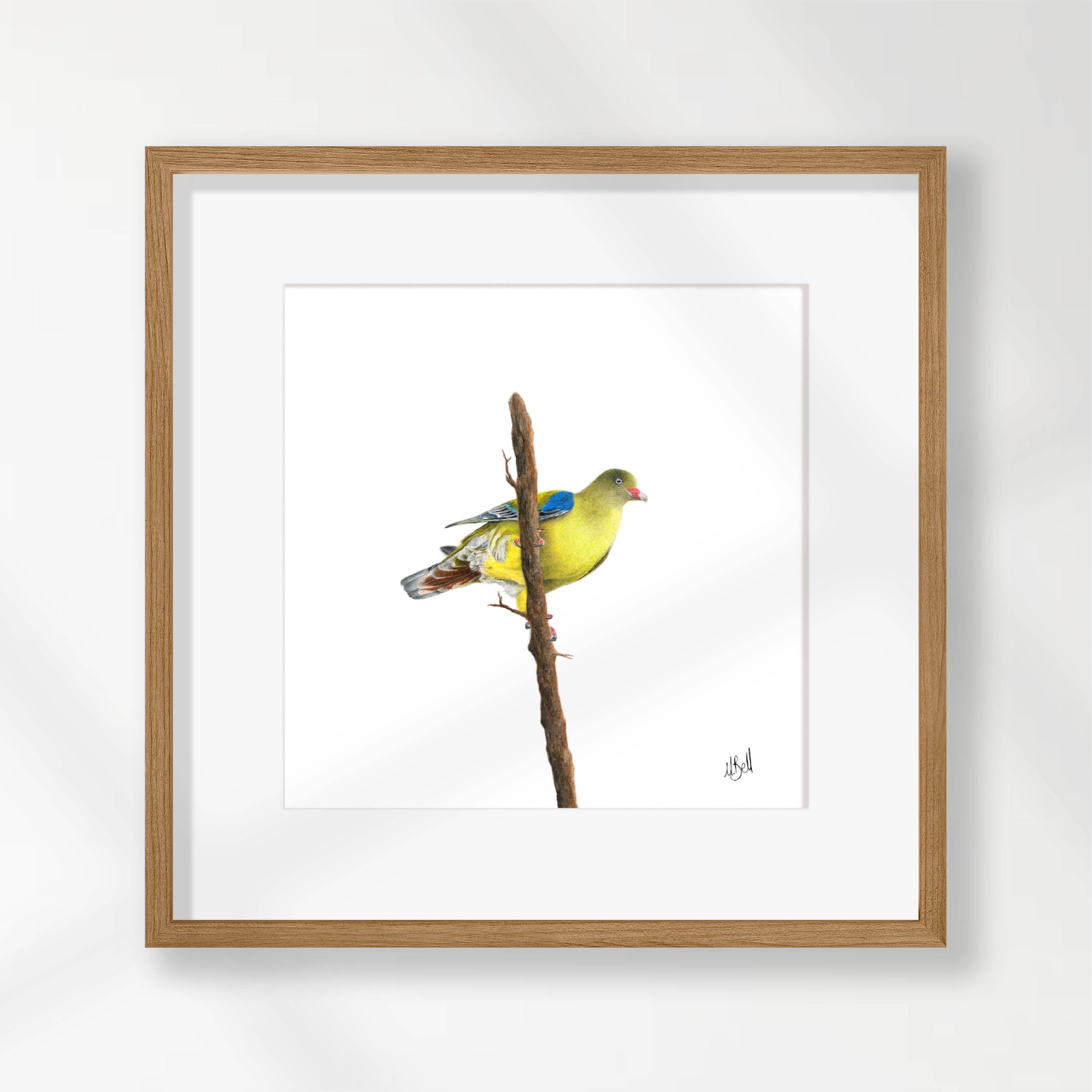 African Green Pigeon - AGP