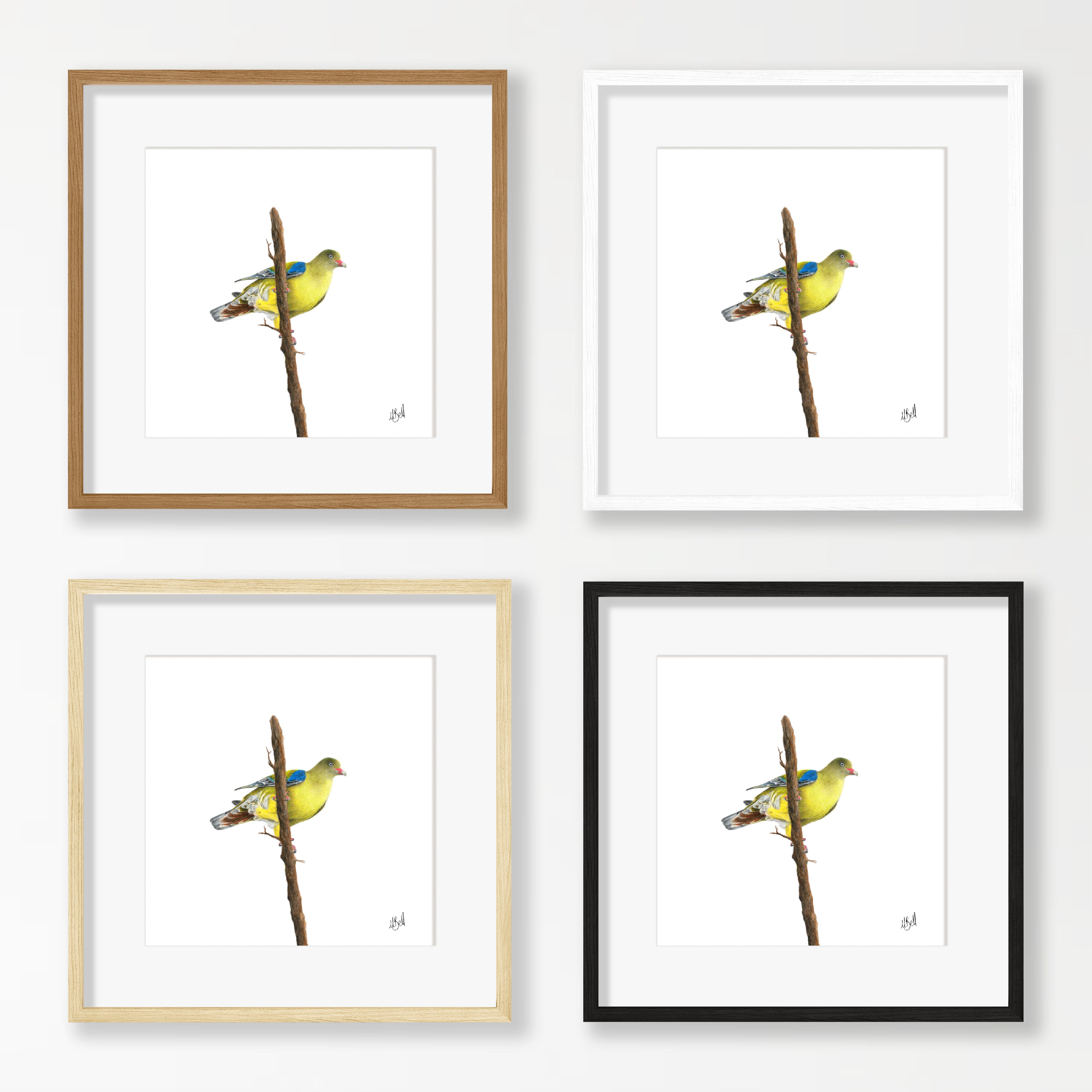 African Green Pigeon - AGP