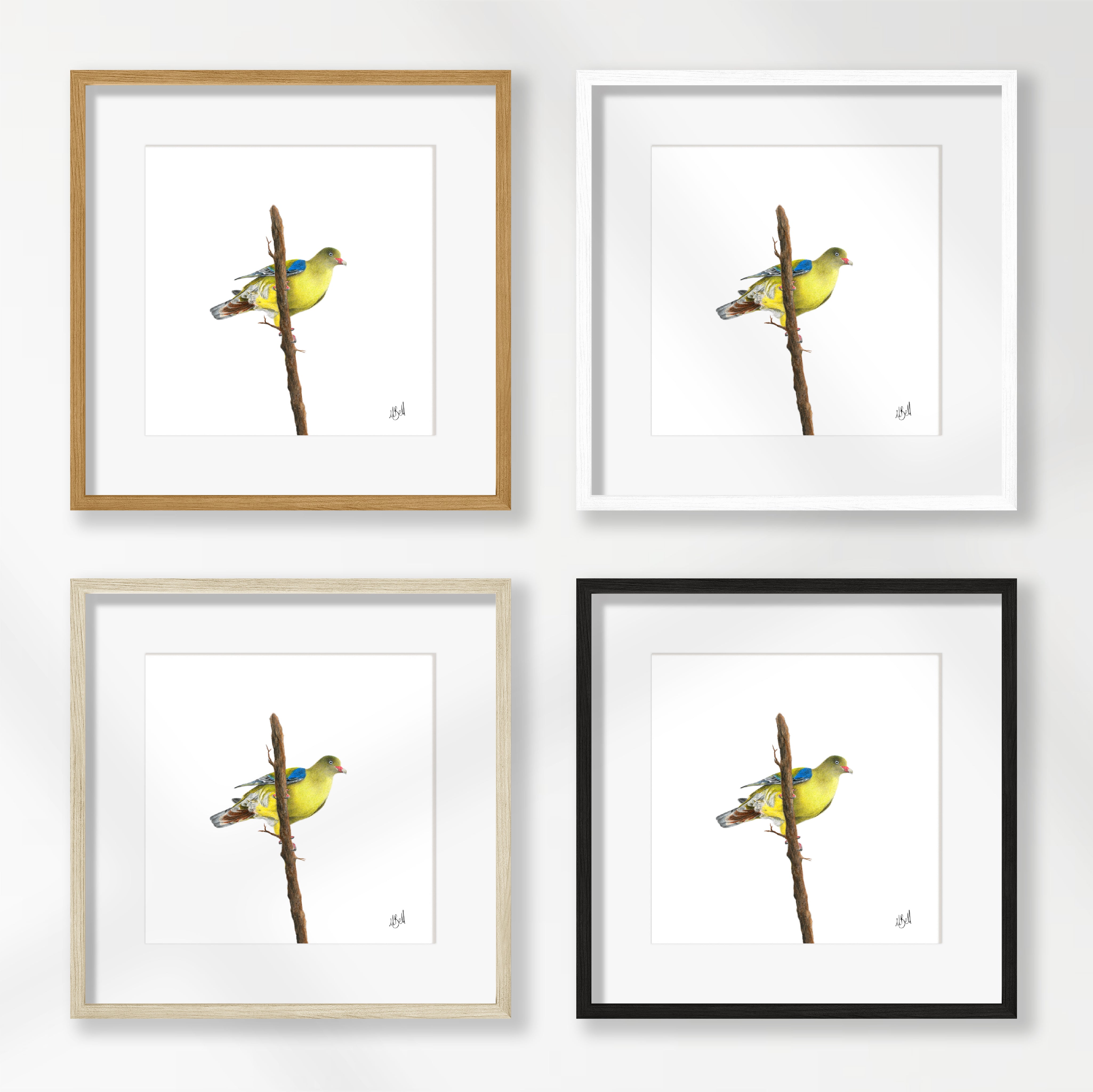 African Green Pigeon - AGP
