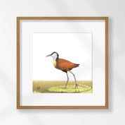 African Jacana - AJ