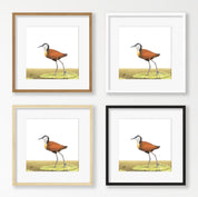 African Jacana - AJ