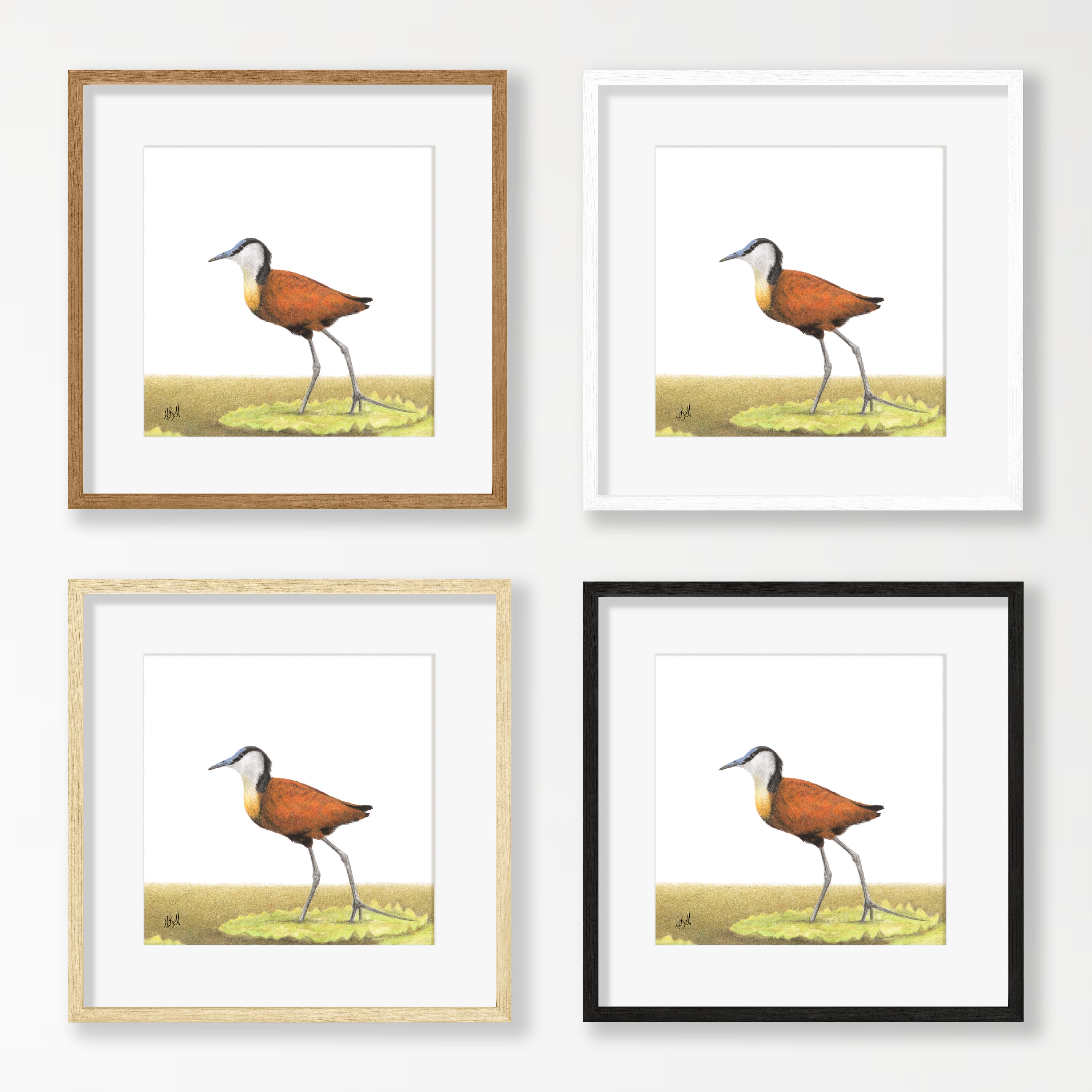 African Jacana - AJ