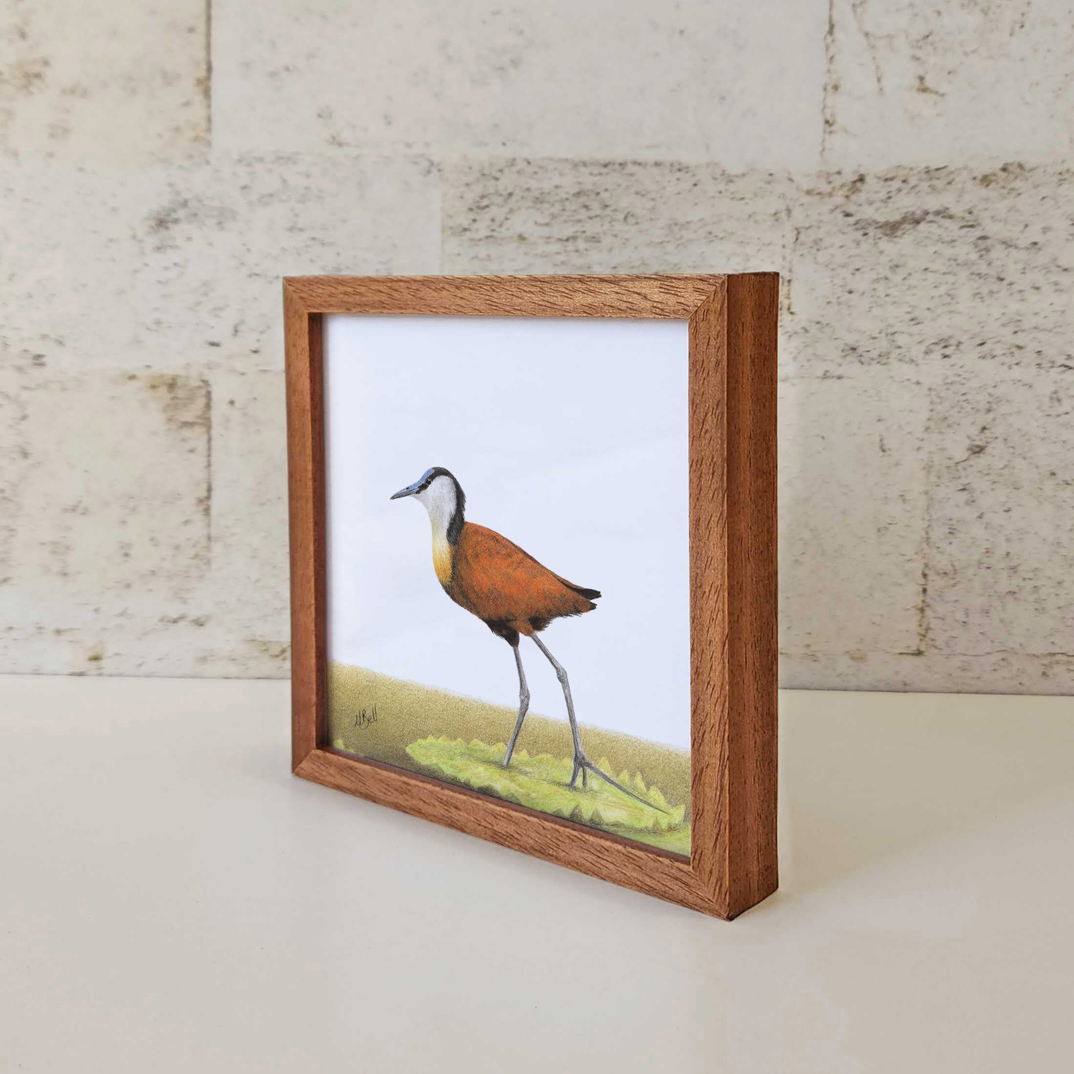 Kiaat wood framed miniature artwork of a African Jacana, part of wildlife artist Matthew Bell's birds of South Africa gallery