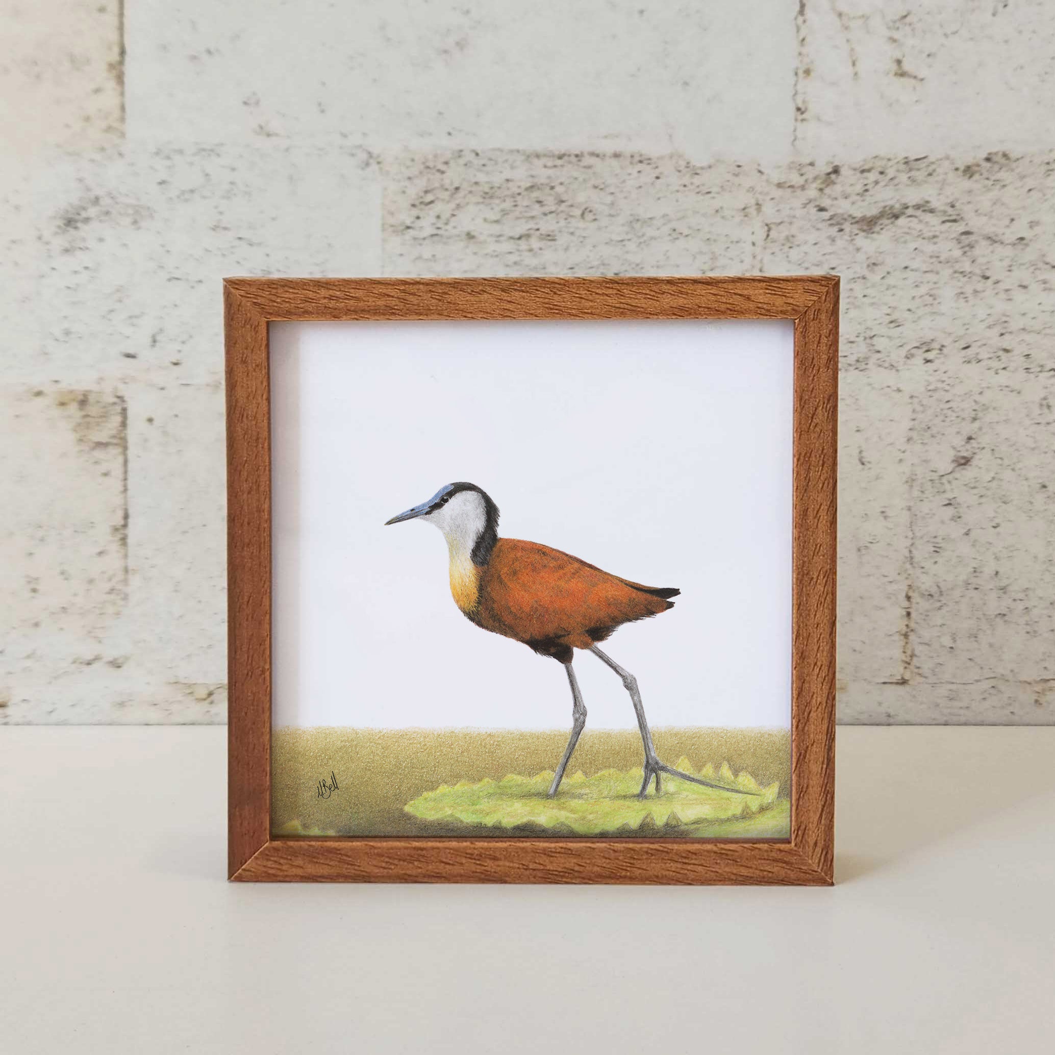 Kiaat wood framed miniature artwork of a African Jacana, part of wildlife artist Matthew Bell's birds of South Africa gallery