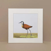 African Jacana pencil drawing birds of Southern Africa