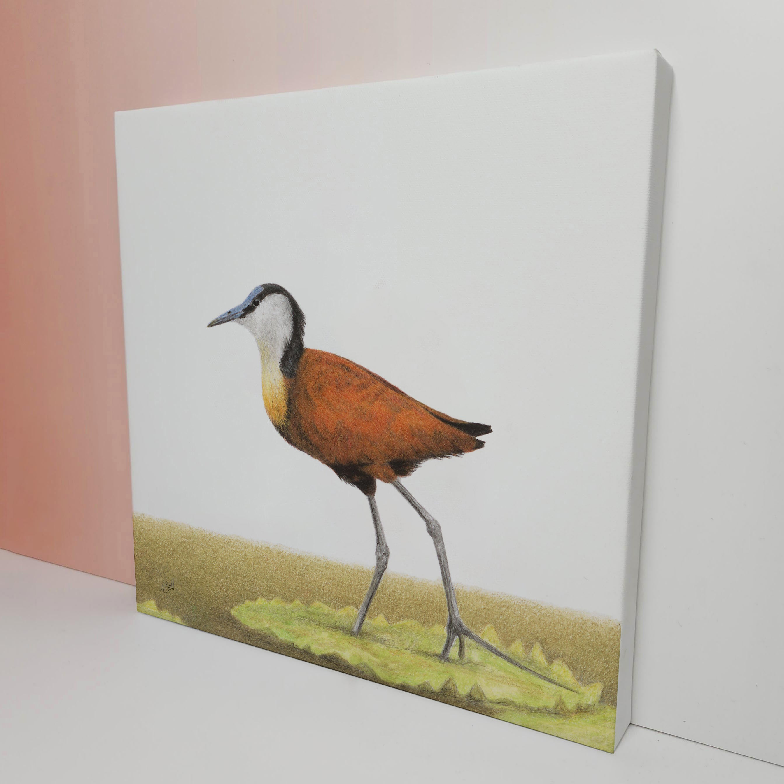 South African bird artwork on canvas, stretched on wooden frame by wildlife artist Matthew Bell of an African Jacana