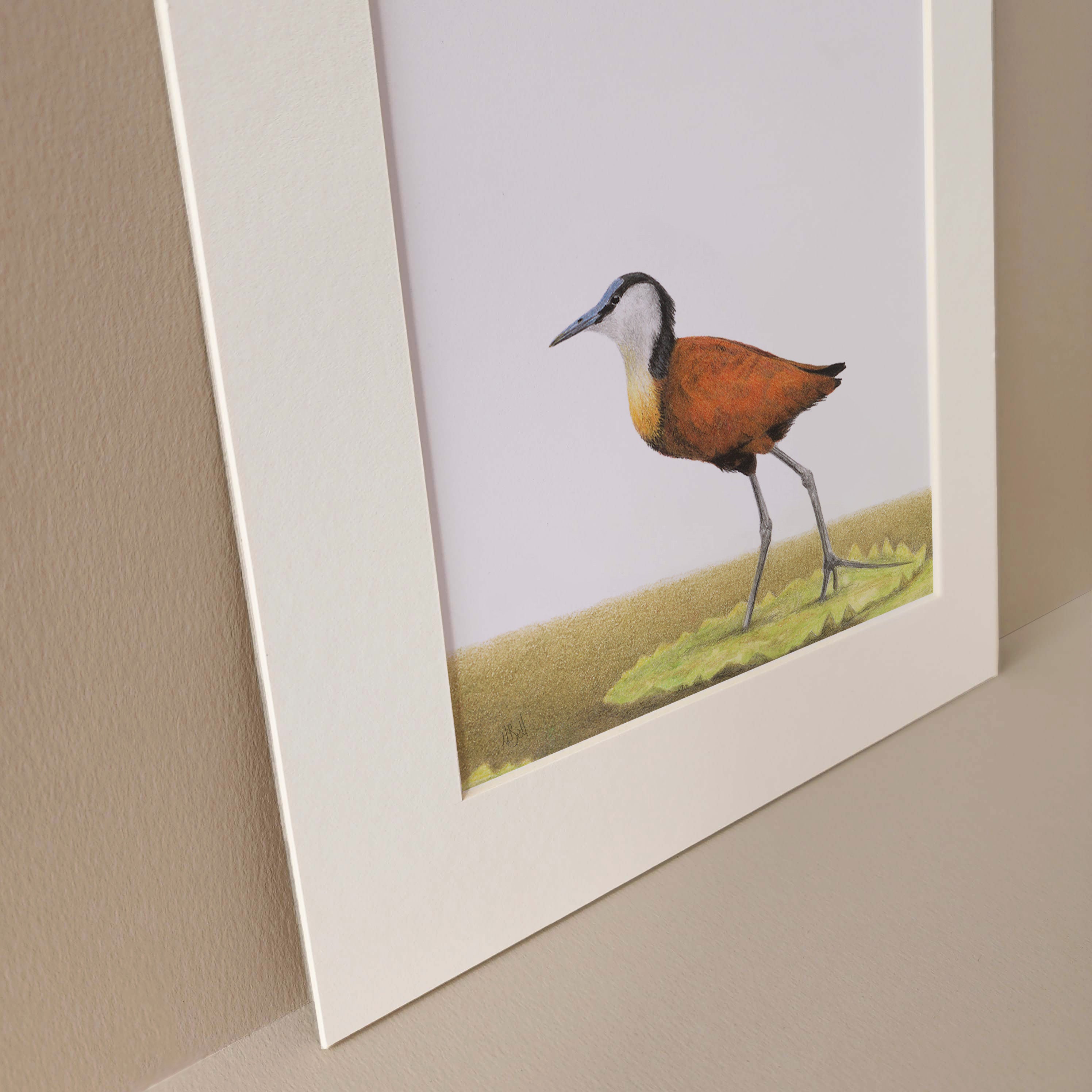 African Jacana pencil drawing birds of Southern Africa