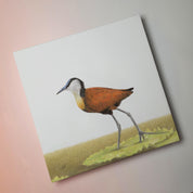 South African bird artwork on canvas, stretched on wooden frame by wildlife artist Matthew Bell of an African Jacana