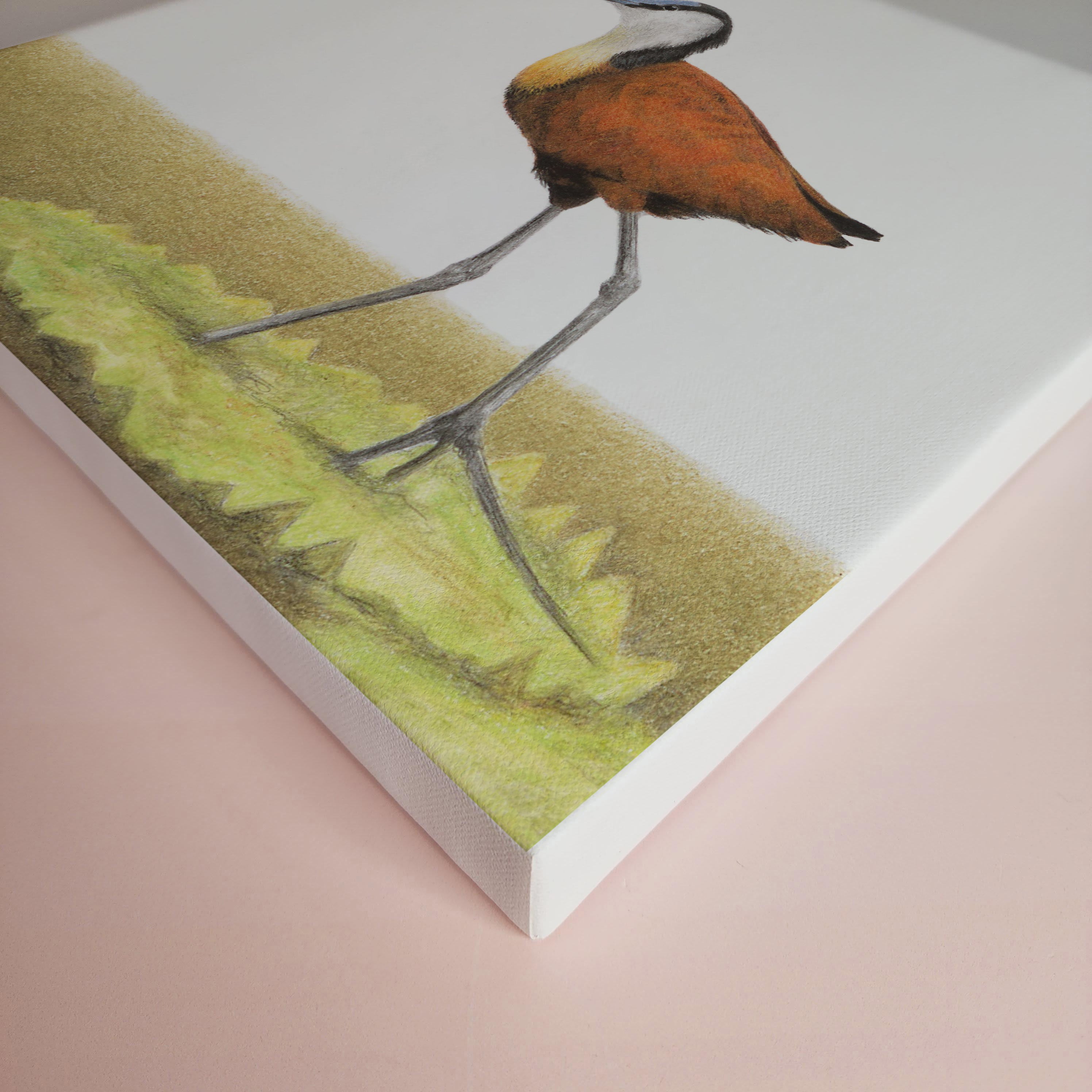 South African bird artwork on canvas, stretched on wooden frame by wildlife artist Matthew Bell of an African Jacana