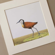 African Jacana pencil drawing birds of Southern Africa