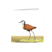 African Jacana Greeting Card - AJ