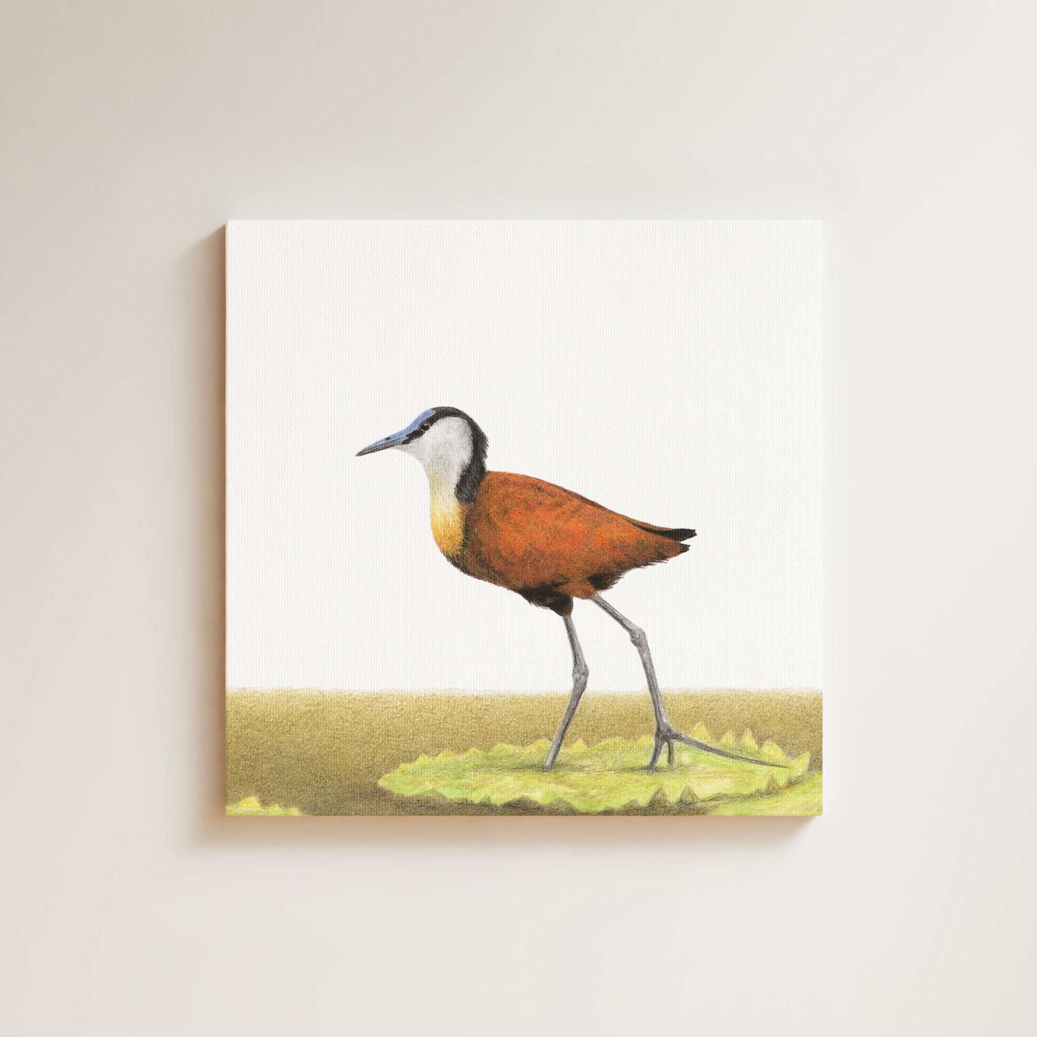 African Jacana drawing on canvas by South African wildlife artist Matthew Bell