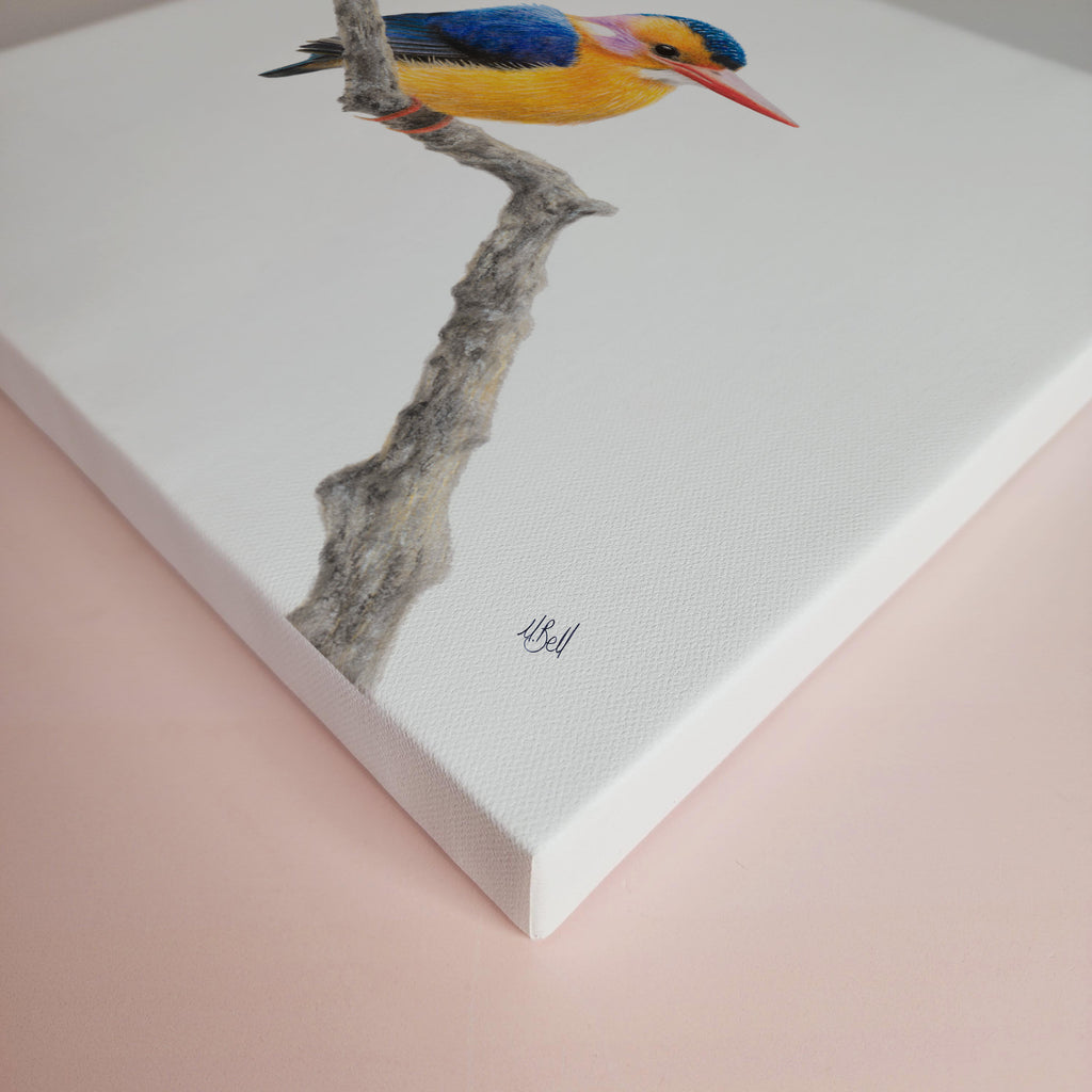 African Pygmy Kingfisher bird artwork on stretched canvas