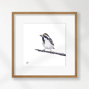 Acacia Pied Barbet - APB