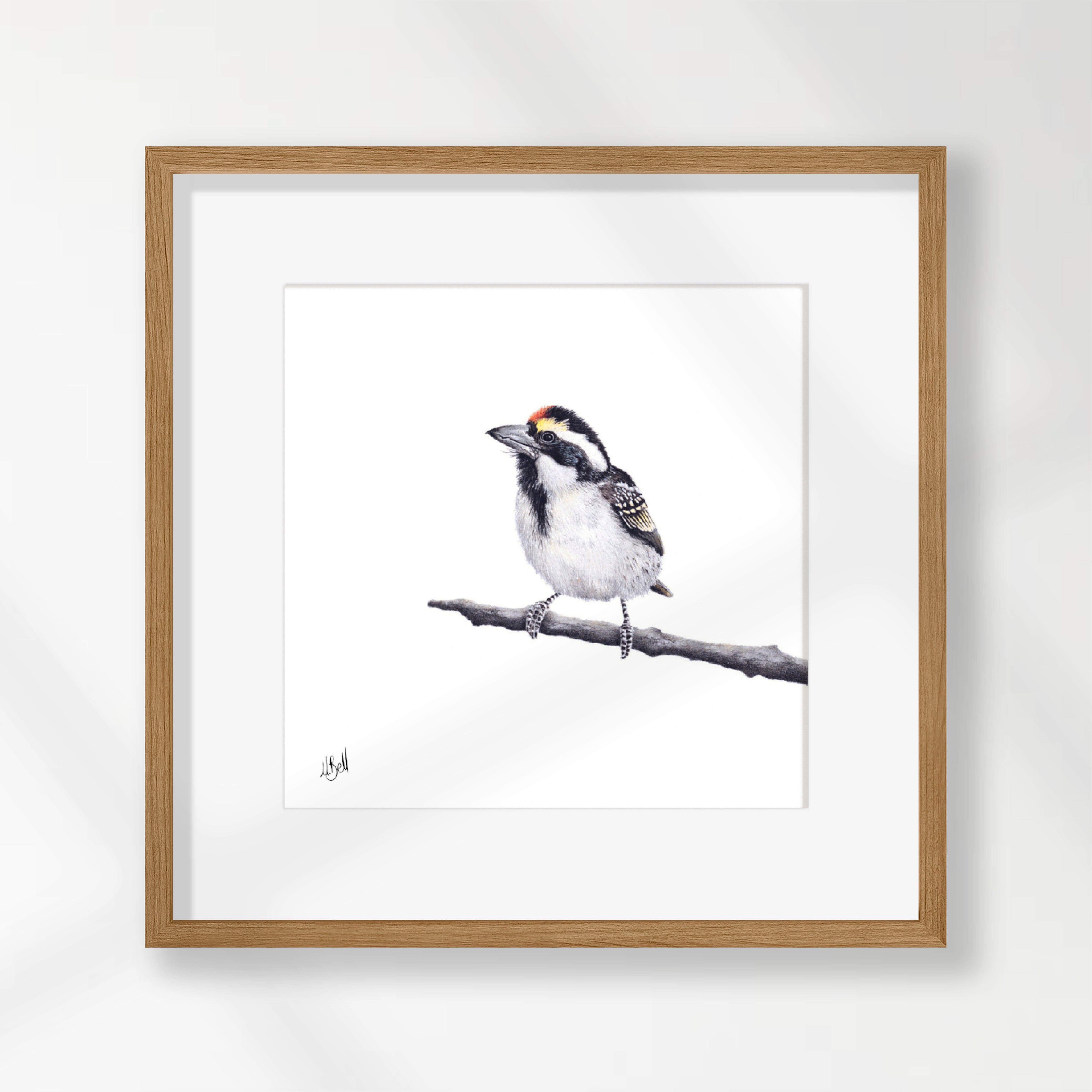 Acacia Pied Barbet - APB