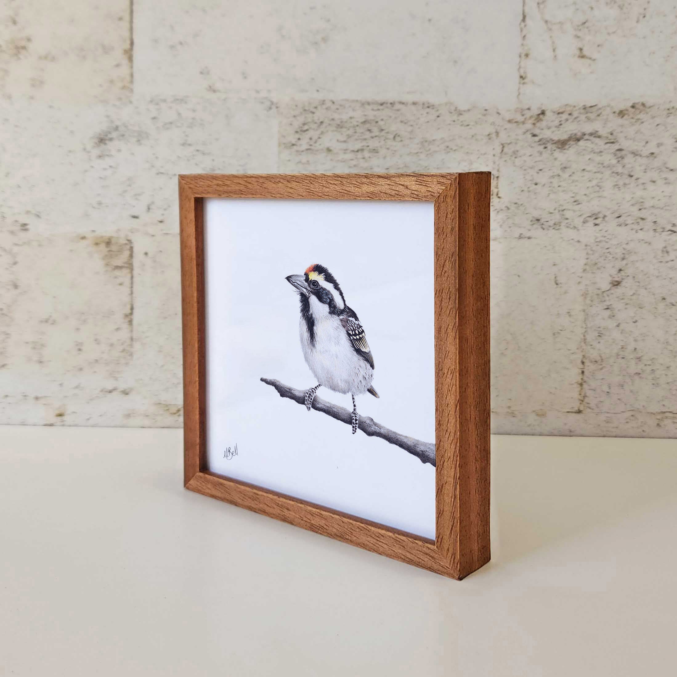 Kiaat wood framed miniature artwork of an Acacia Pied Barbet, part of wildlife artist Matthew Bell's birds of South Africa gallery