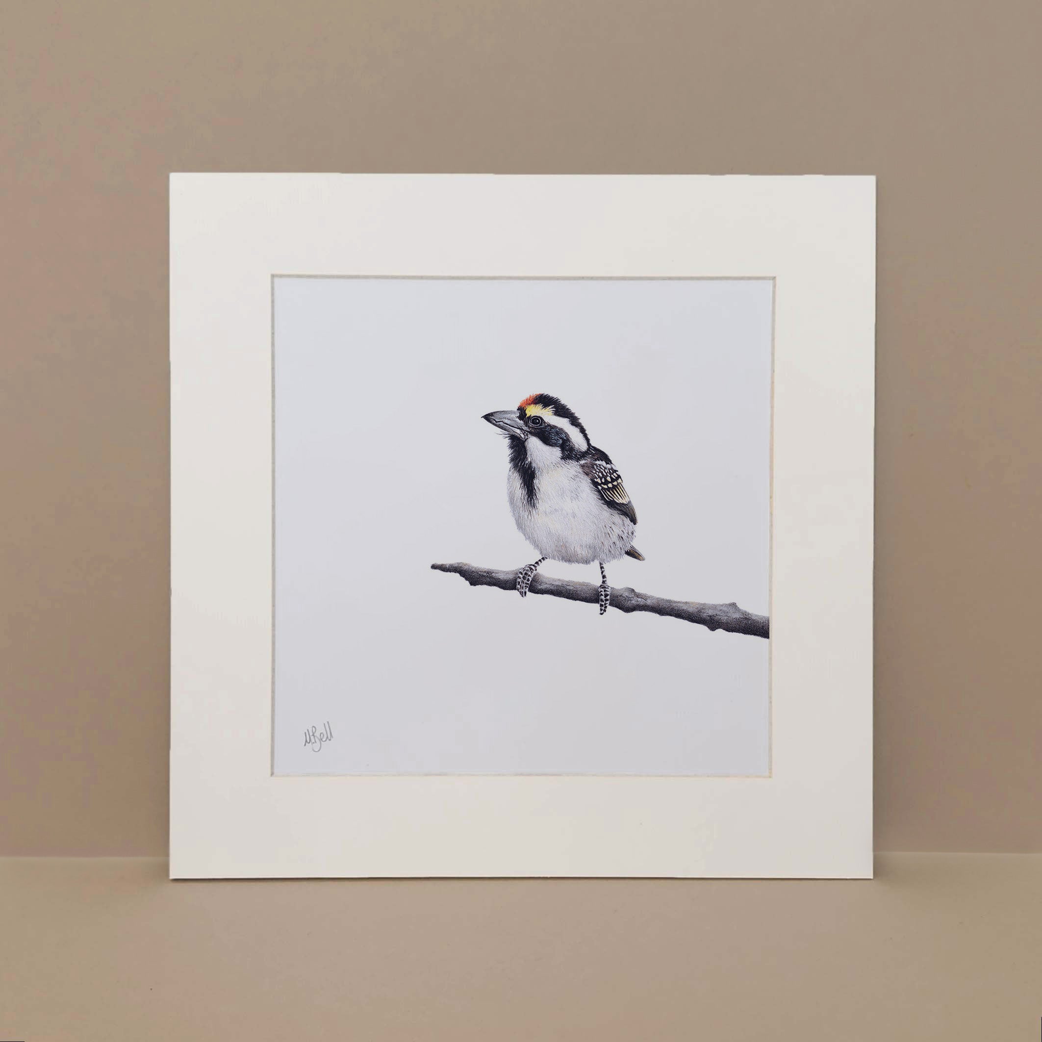 Acacia Pied Barbet mounted print by wildlife bird artist Matthew Bell